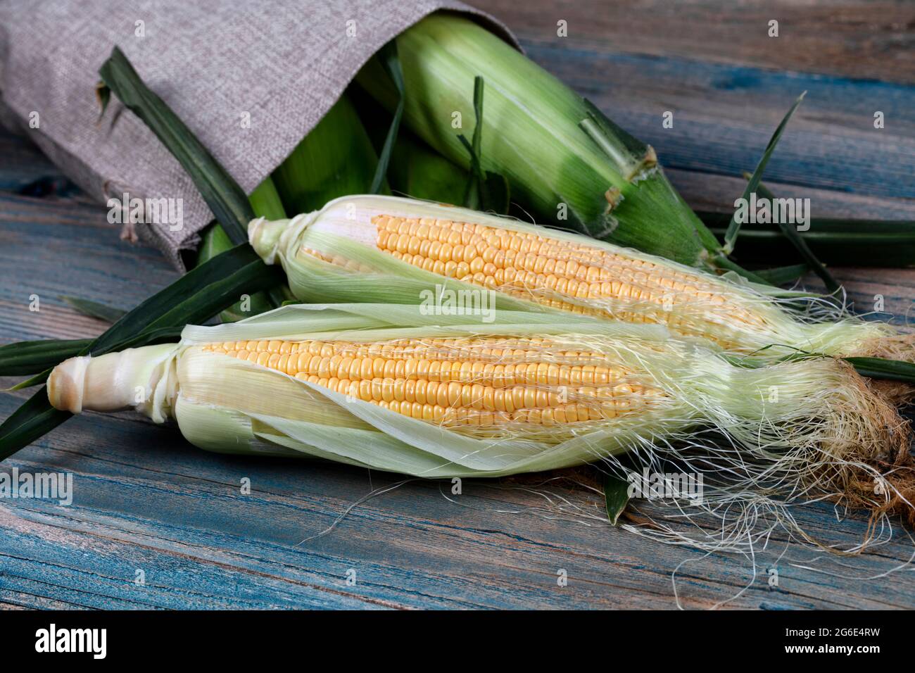 Spighe di mais appena raccolte che fuoriescono dal sacco di burlap sul tavolo di legno vintage blu in vista macro Foto Stock