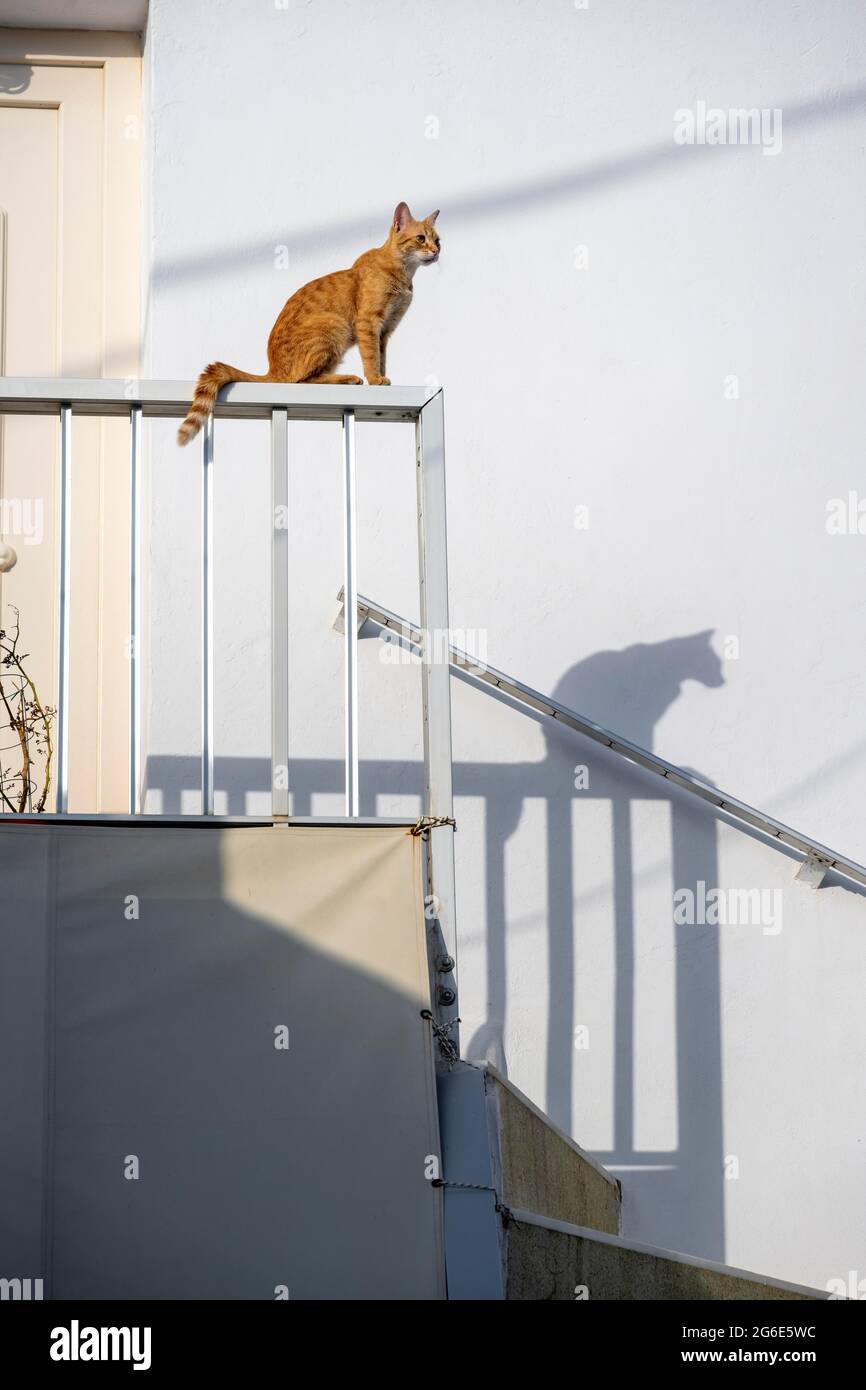 Gatto seduto su ringhiera, ombra su muro, Paros, Cicladi, Mar Egeo, Grecia Foto Stock