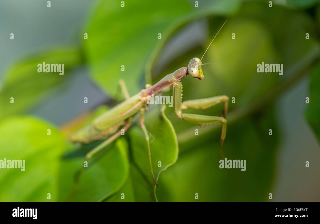 Mantis europeo (mantis religiosa) su una filiale, Paros, Mar Egeo, Grecia Foto Stock