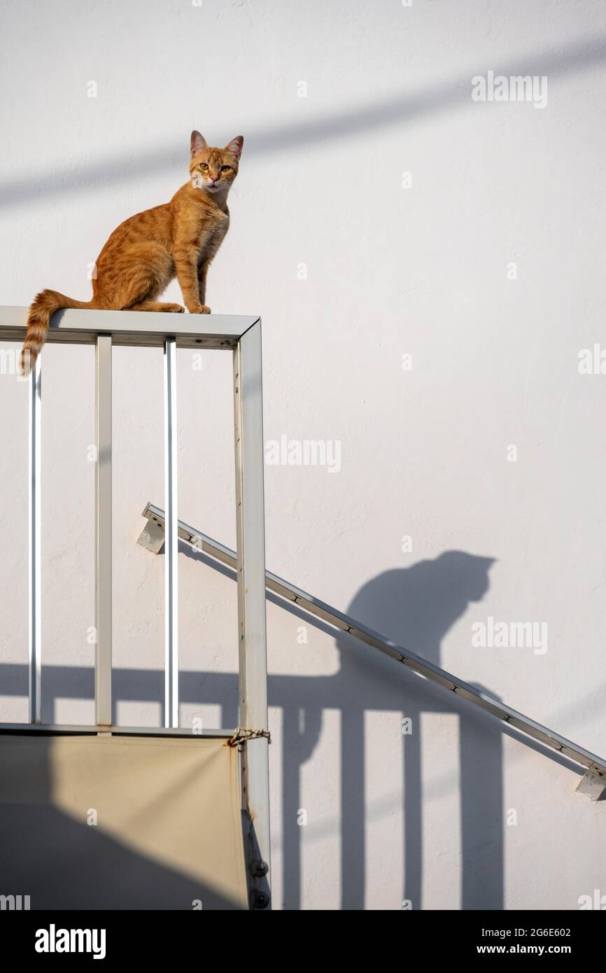 Gatto seduto su ringhiera, ombra su muro, Paros, Cicladi, Mar Egeo, Grecia Foto Stock