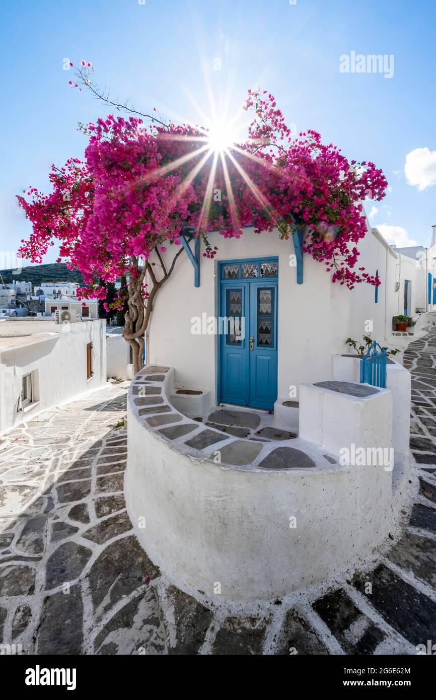 Bianco-blu case con fiore viola Bougainvillea (Bougainvillea), città vecchia di Lefkes, Paros, Cicladi, Grecia Foto Stock