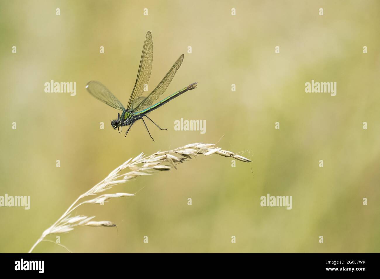 demoiselle a fasce (calopteryx splendens), femmina, che si avvicina l'orecchio d'erba, Assia, Germania Foto Stock