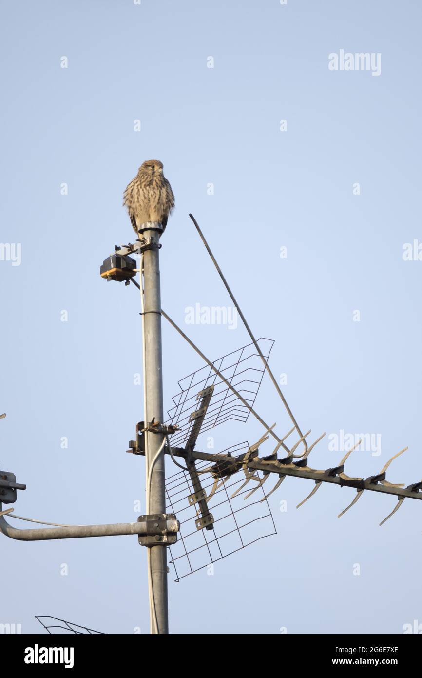 Giovane giovane Kestrel comune (Falco tinnunculus) seduto in aereo, Assia, Germania seduto in aereo, Assia, Germania Foto Stock