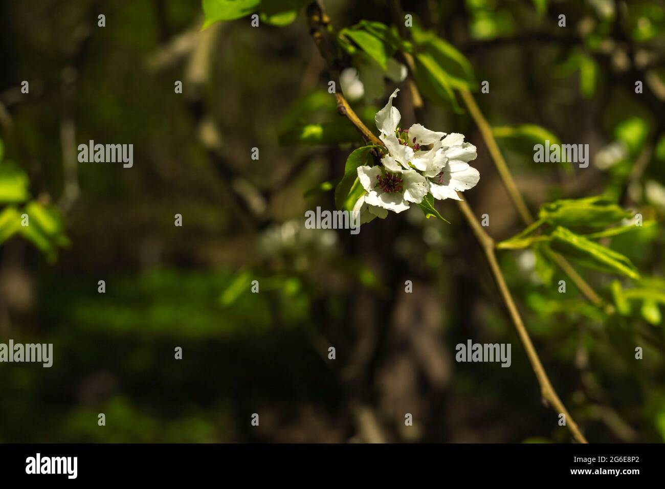 Fiore ramo di mela ciliegio con fiori rosa e bianco su sfondo naturale verde scuro sfocato Foto Stock