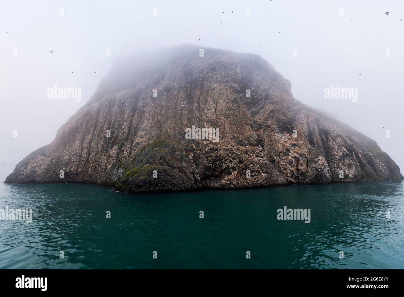Colonia gigante di uccelli marini sulla spettacolare formazione rocciosa di basalto colonnare, Skala Rubini o Ruolini rock, Franz Josef Land arcipelago, Russia Foto Stock