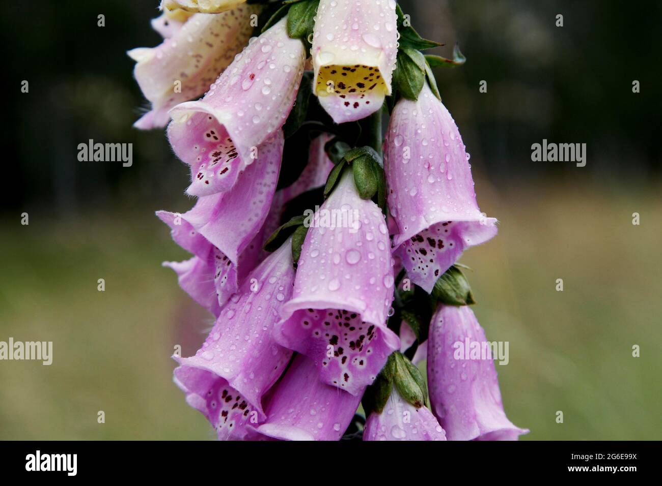 Guanto rosso (Digitalis) con purpurea di raindrop, sentiero colonna, sentiero escursionistico attraverso prati e prati boschivi, piatto forato Foto Stock