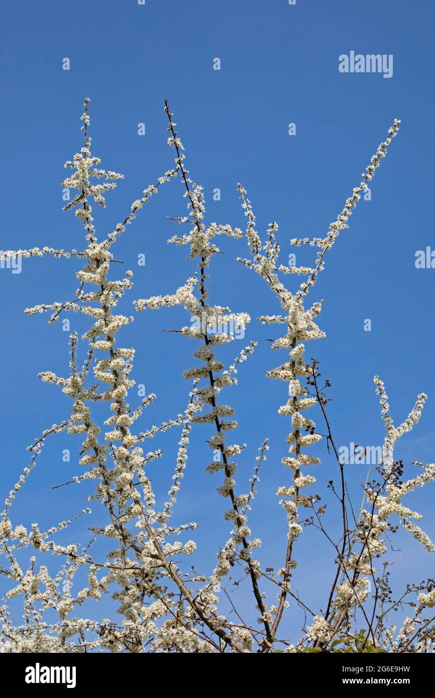 Fiore Blackthorn (Prunus spinosa), riserva naturale di Geltinger Birk, Geltinger bight, Schleswig-Holstein, Germania Foto Stock