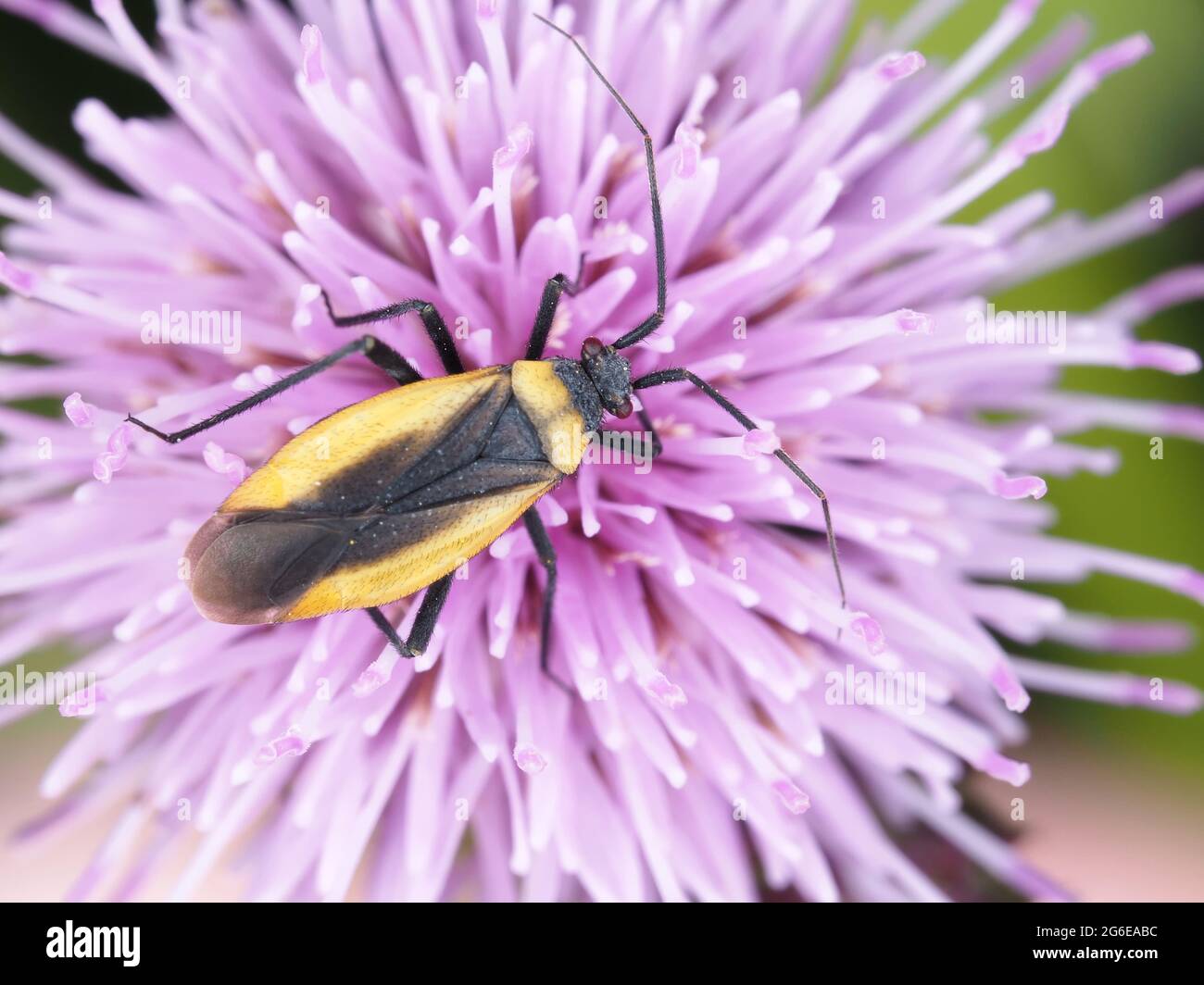 Un bug della tribù Mirini su un fiore di cardo Foto Stock