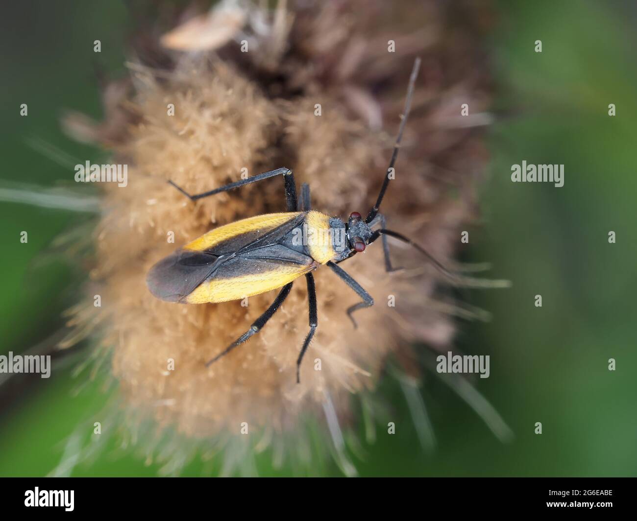 Un bug della tribù Mirini - macro fotografia Foto Stock