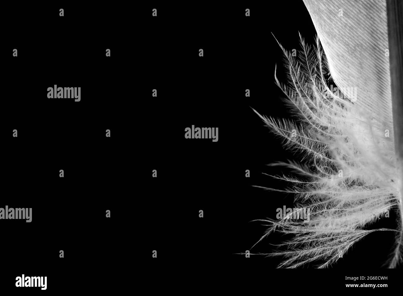 piume d'anatra bianche isolate su sfondo nero, primo piano Foto Stock