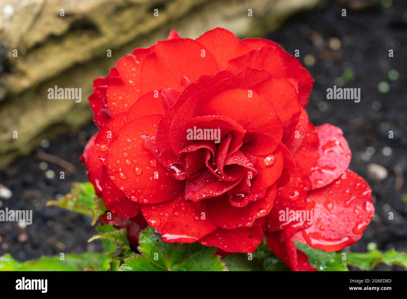 Begonia nonstop F1 rosso (Tuberhybrida Begonia, Begonia Tuberhybrida) fiorisce nel mese di luglio in un giardino con fiori doppi rosso scarlatto con gocce di pioggia. REGNO UNITO Foto Stock
