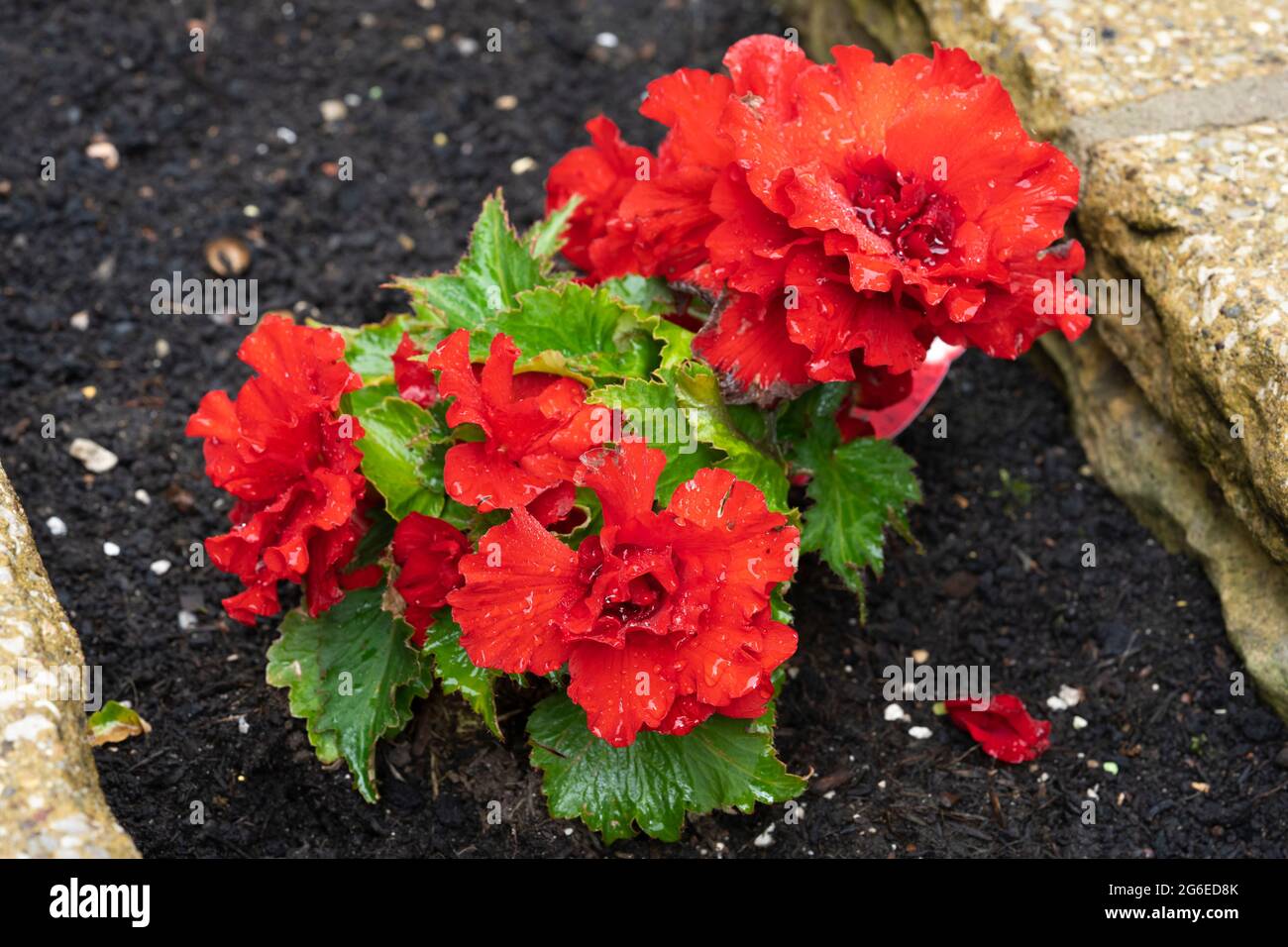 Begonia nonstop F1 rosso (Tuberhybrida Begonia, Begonia Tuberhybrida) fiorisce nel mese di luglio in un giardino con fiori doppi rosso scarlatto con gocce di pioggia. REGNO UNITO Foto Stock