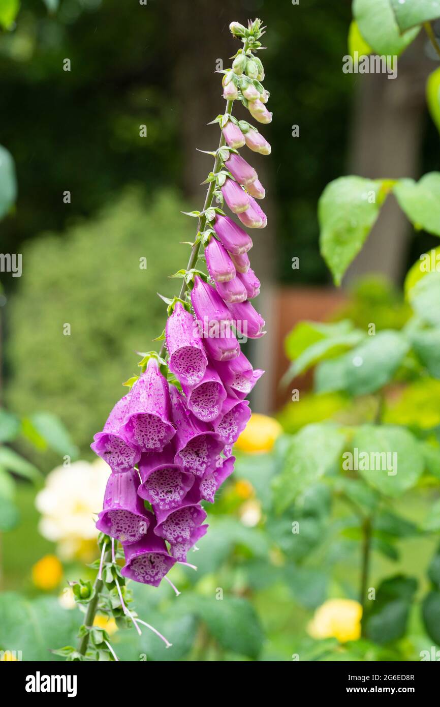 La purpurea di Digitalis, comune guanto di volant, è una specie di pianta della famiglia Plantaginaceae. Fioritura in un giardino, Inghilterra Foto Stock