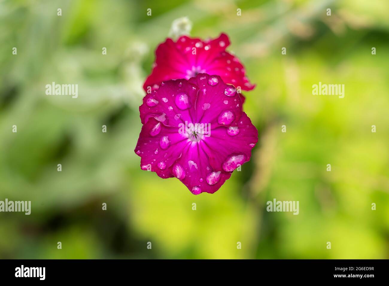 Macro closeup di un fiore di coronaria silene, il campion rosa, chiamato anche Lychnis coronaria, miller polveroso, mullein-rosa e William sanguinoso. Luglio, Regno Unito Foto Stock