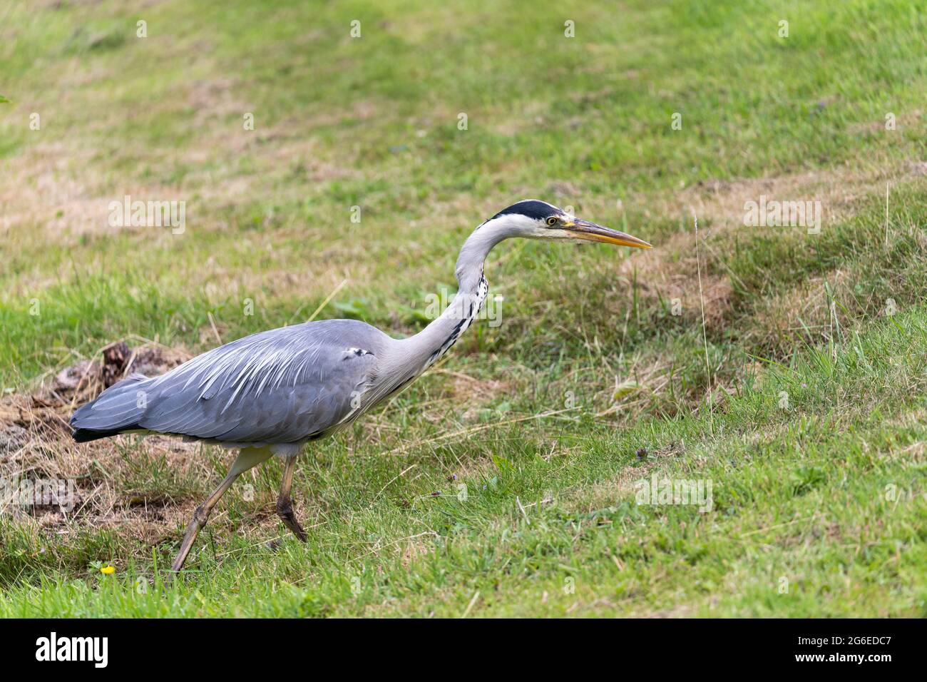 L'airone grigio (Ardea cinerea, della famiglia Ardeidae) è rimasto fermo come una statua e la sua preda nel Worcestershire, Inghilterra Foto Stock