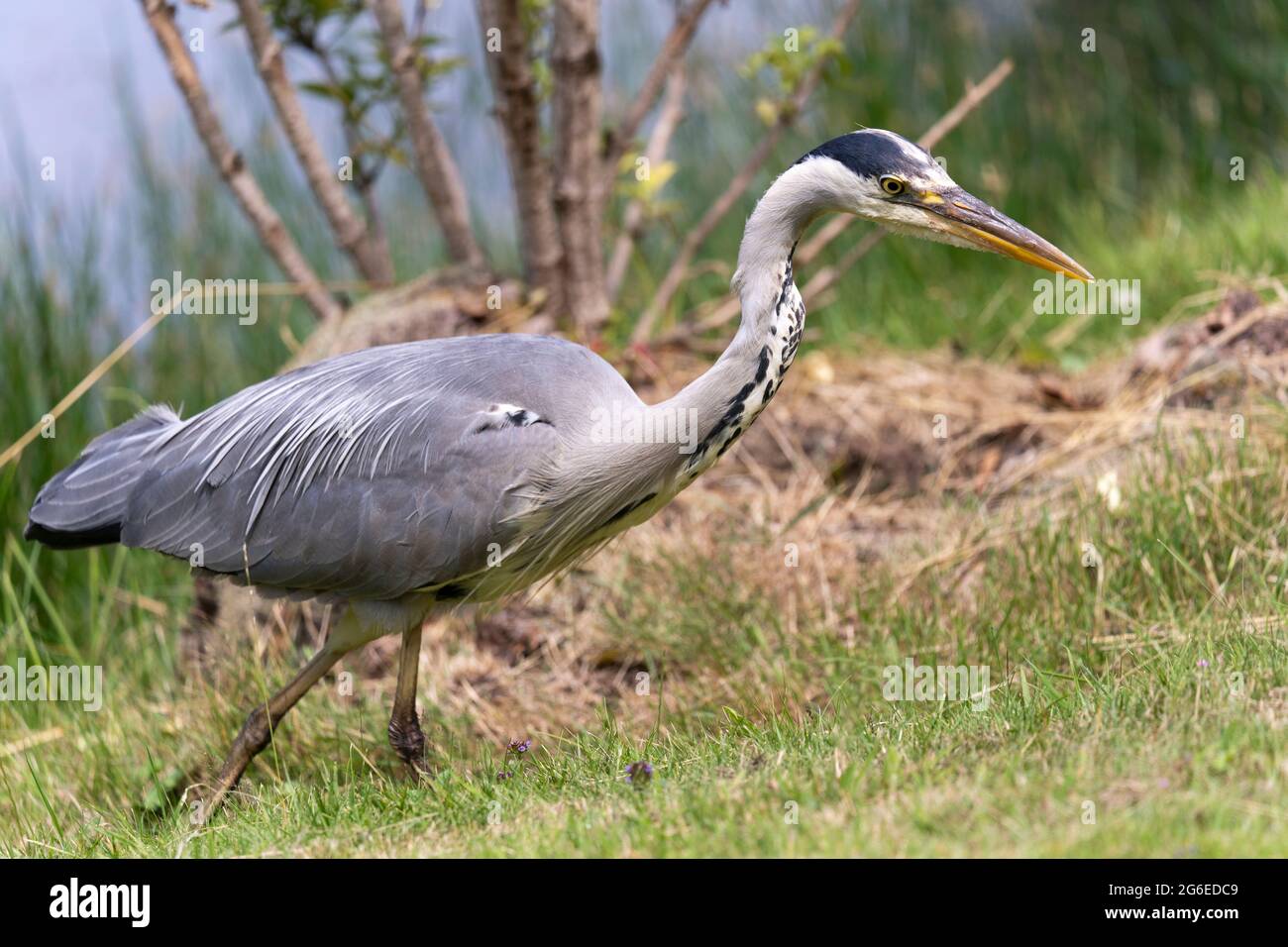 Closeup di un airone grigio (Ardea cinerea, della famiglia Ardeidae) che si erge ancora come una statua e che impalca la sua preda nel Worcestershire, Inghilterra Foto Stock