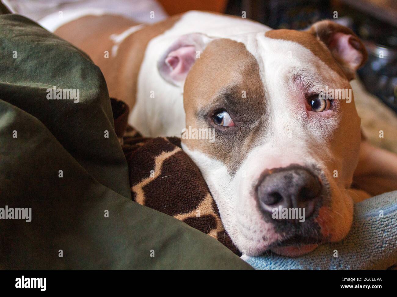 Un cane di razza mista (American Staffordshire Pit Bull Terrier e American Pit Bull Terrier) (Canis lupus familiaris) guarda al lato. Foto Stock