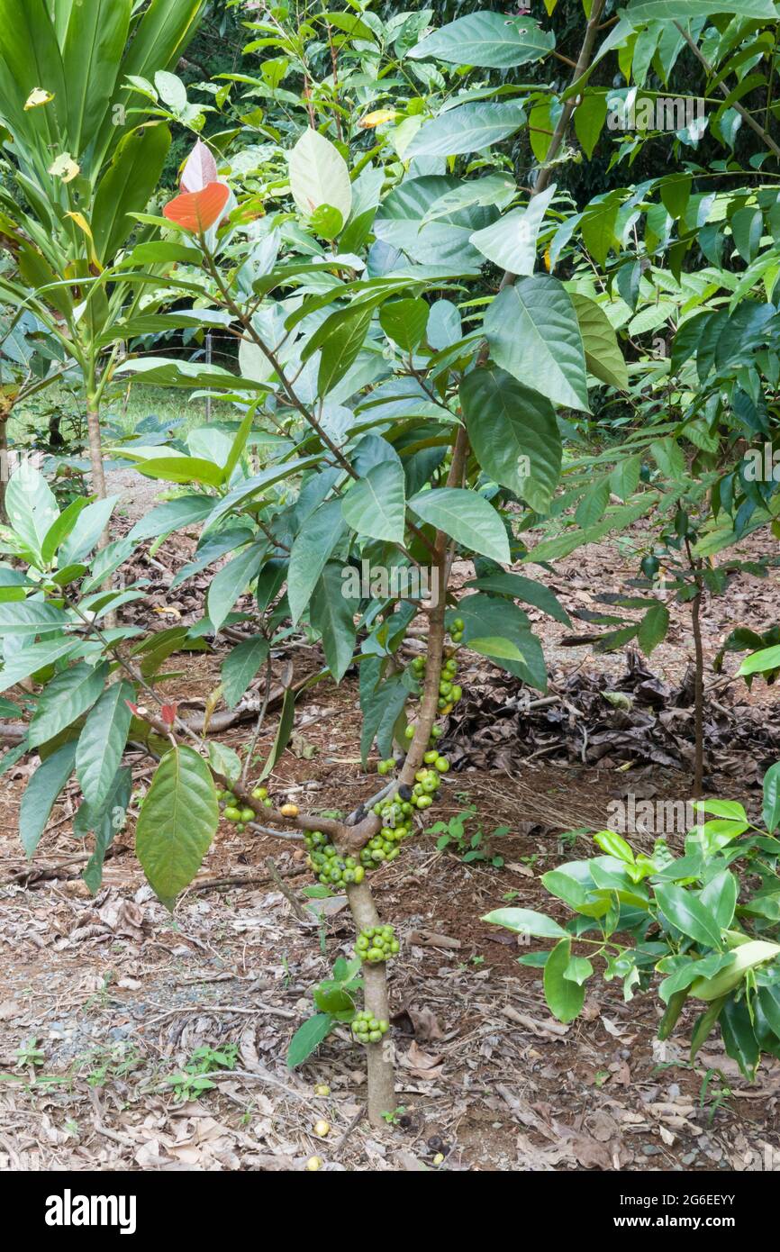 Giovane fico a foglia rossa (Ficus congesta) albero con frutti maturanti. Fotografato a Cow Bay, Queensland, Australia. Foto Stock