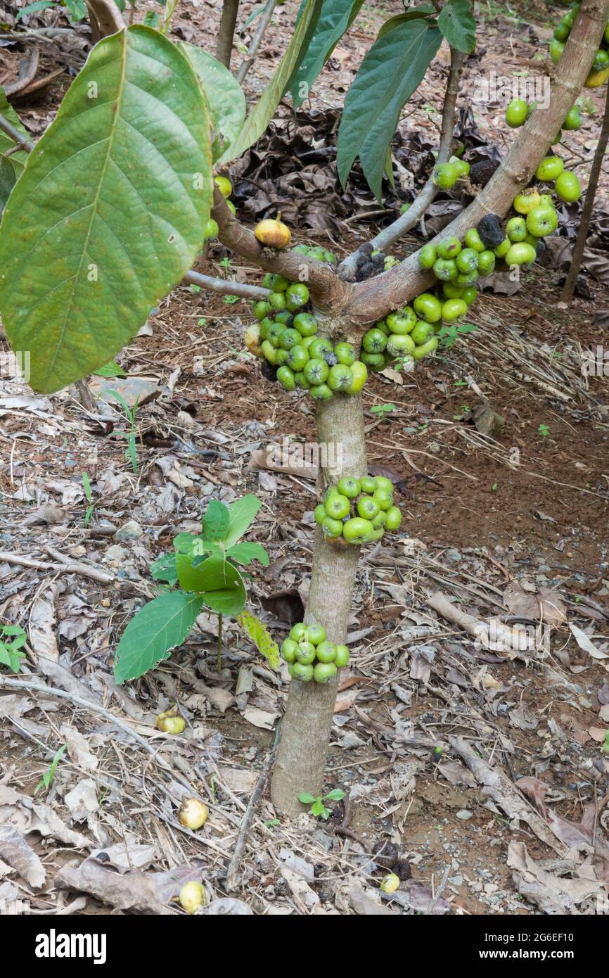 Giovane fico a foglia rossa (Ficus congesta) albero con frutti maturanti. Fotografato a Cow Bay, Queensland, Australia. Foto Stock
