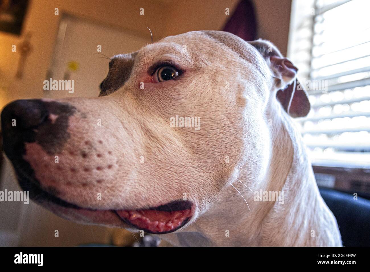 Primo piano con un ampio angolo di un cane di razza mista (American Staffordshire Pit Bull Terrier e American Pit Bull Terrier) (Canis lupus familiaris) Foto Stock