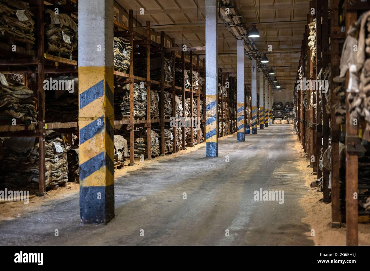 Le pelli gregge di vacca salate vengono accumulate. Foto Stock