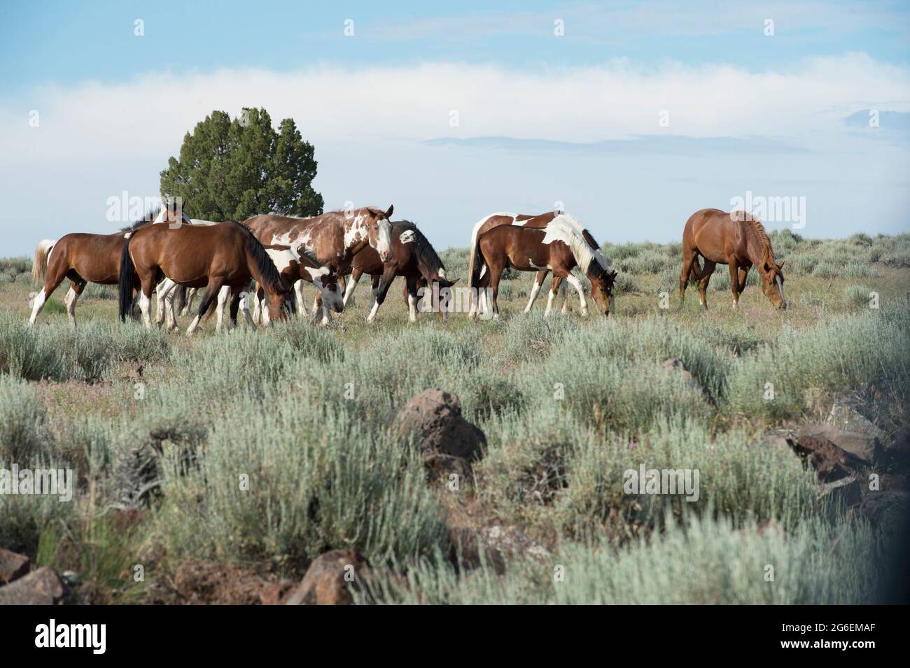 Cavalli selvaggi (mustangs) nella zona di gestione di mandria di South Steens Oregon Foto Stock