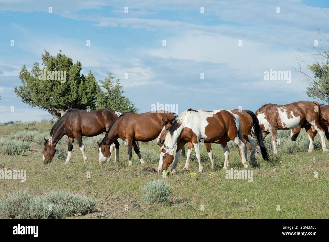 Cavalli selvaggi (mustangs) nella zona di gestione di mandria di South Steens Oregon Foto Stock