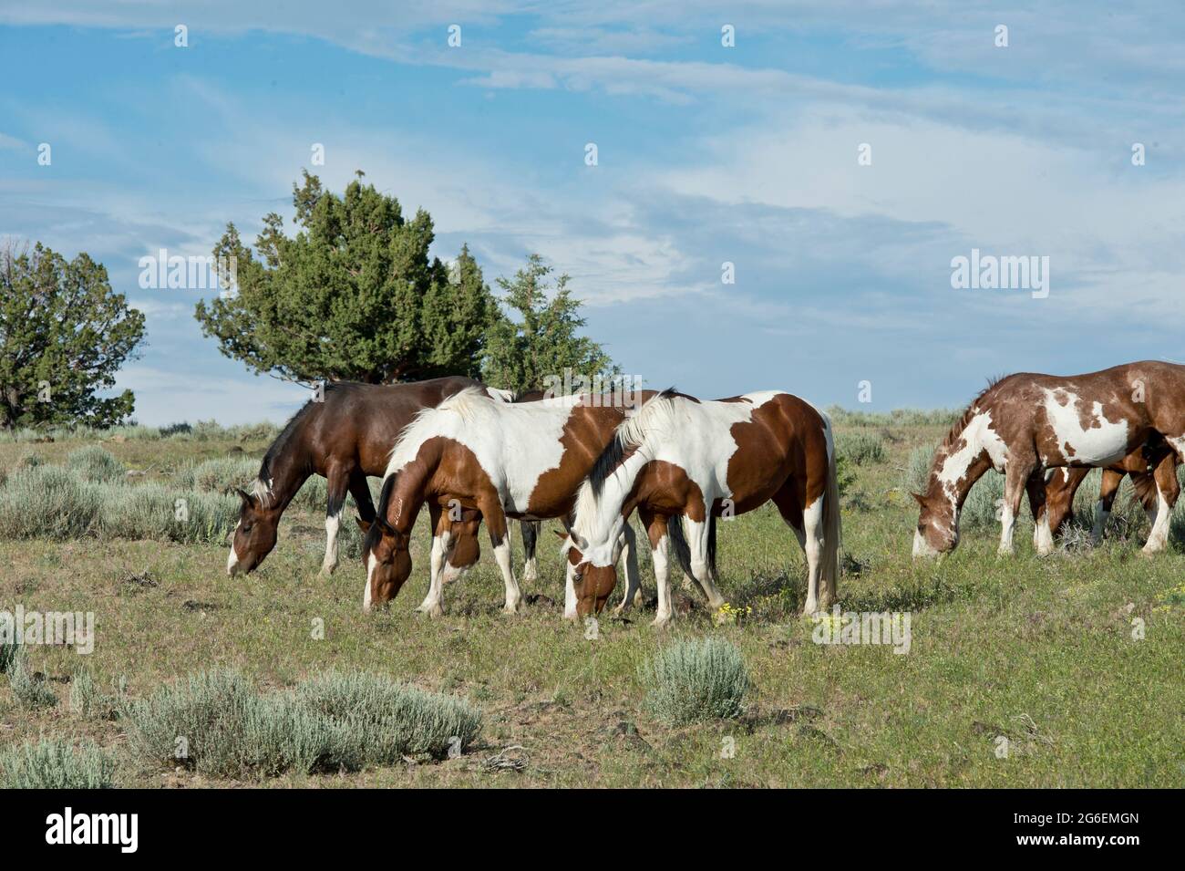 Cavalli selvaggi (mustangs) nella zona di gestione di mandria di South Steens Oregon Foto Stock