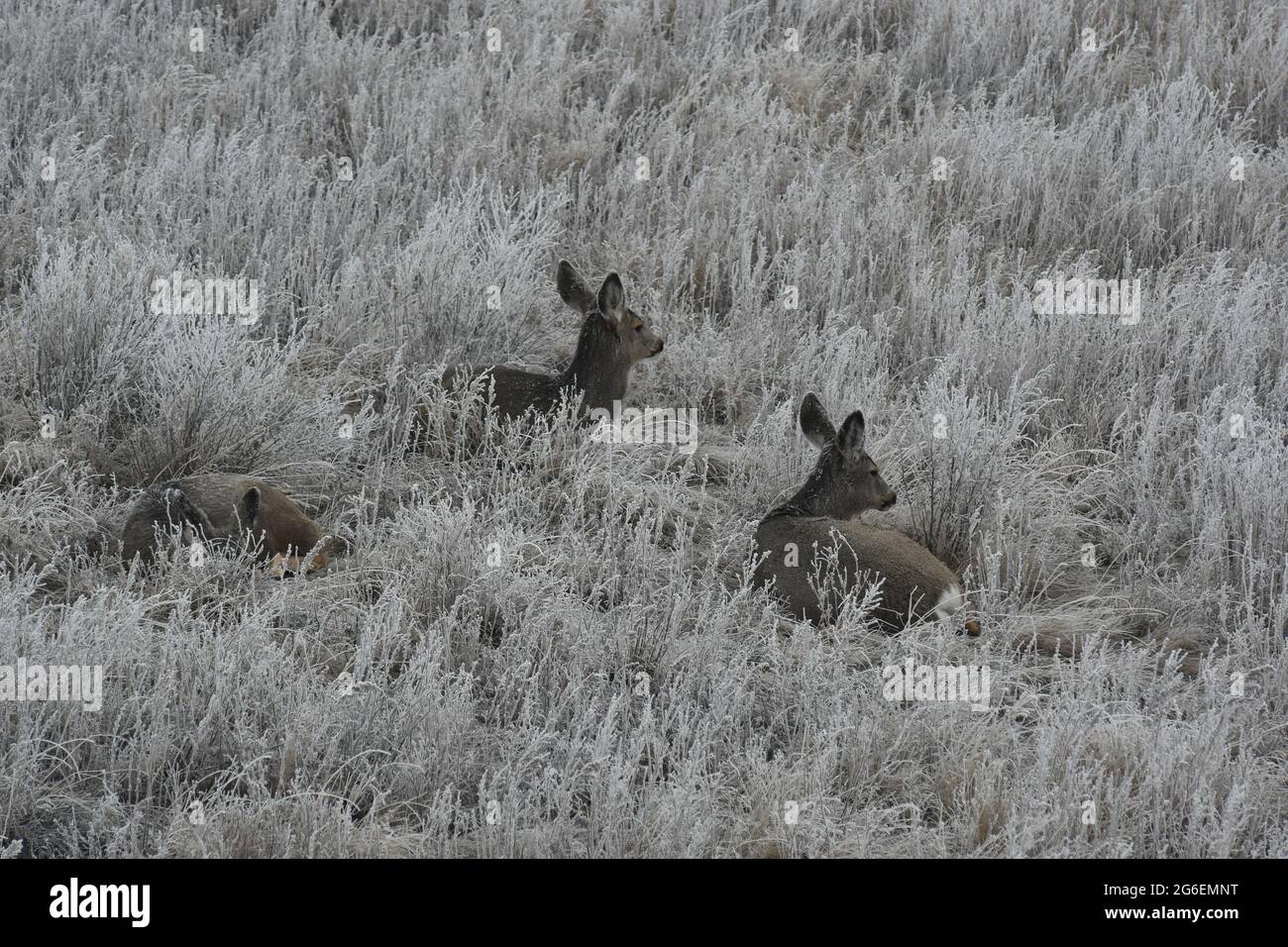 Piccola mandria di Mule Deer femminile che posa in erba smerigliata della neve nelle praterie dell'Alberta Foto Stock