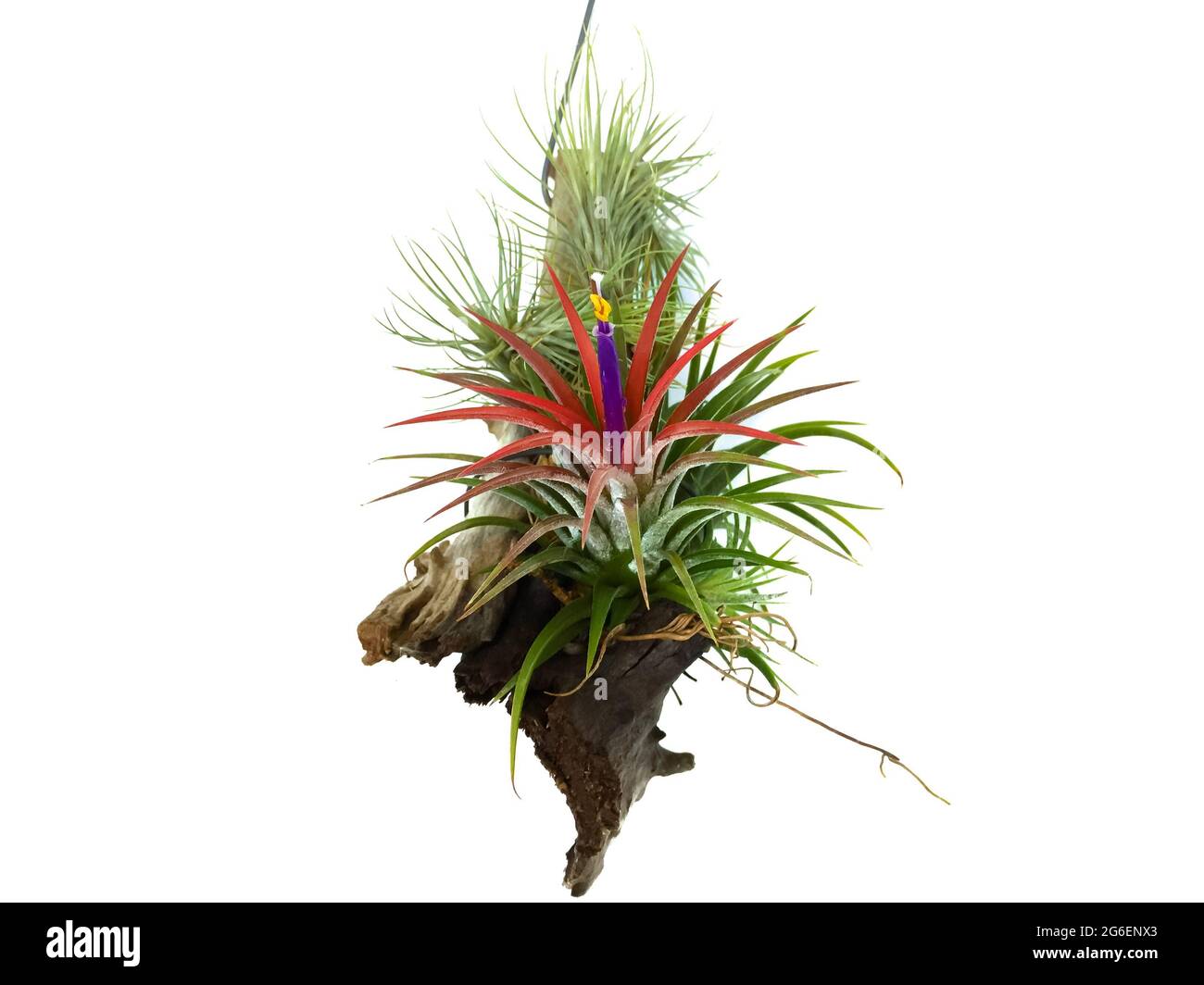 Tillandsia o Air pianta con fiore colorato isolato su sfondo bianco. Foto Stock