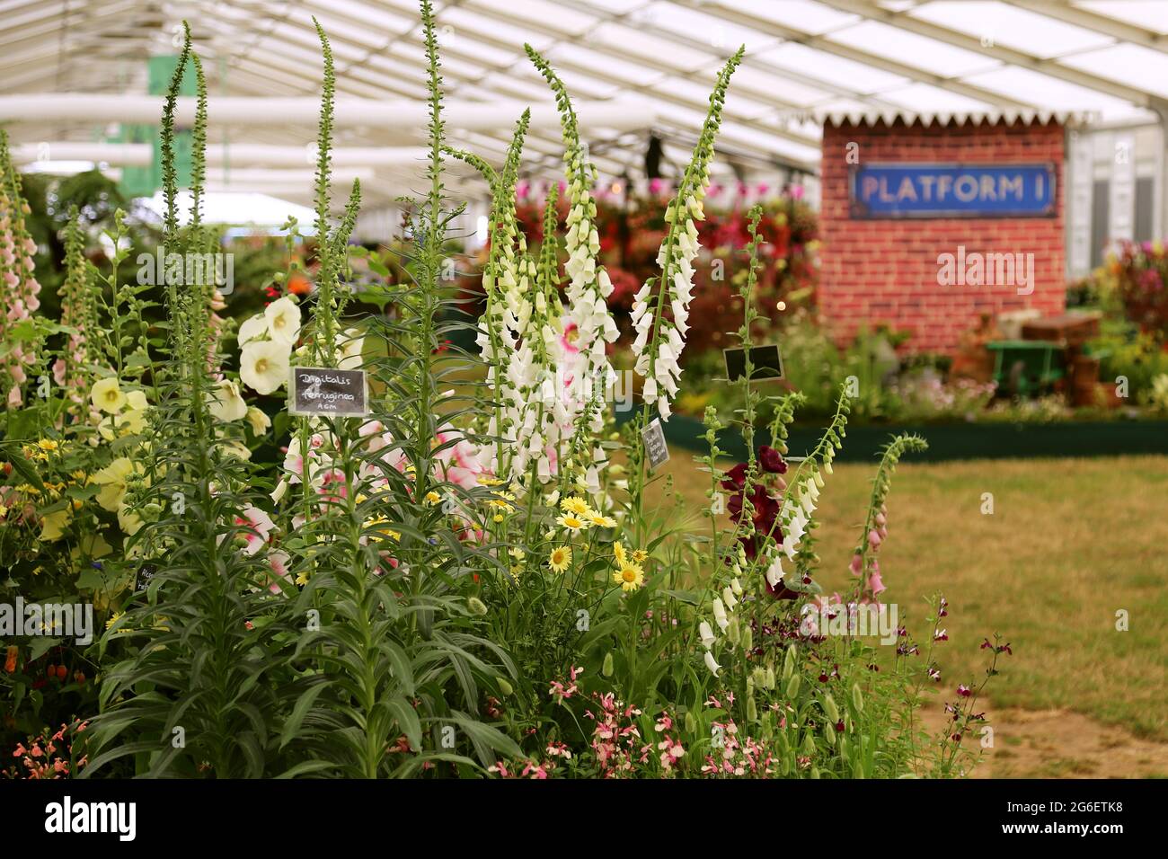 Mostra di guanti da fiore, Botanic Nursery, Floral Marquee, RHS Hampton Court Palace Garden Festival 2021, Preview Day, 5 luglio 2021, Londra, Inghilterra, REGNO UNITO Foto Stock