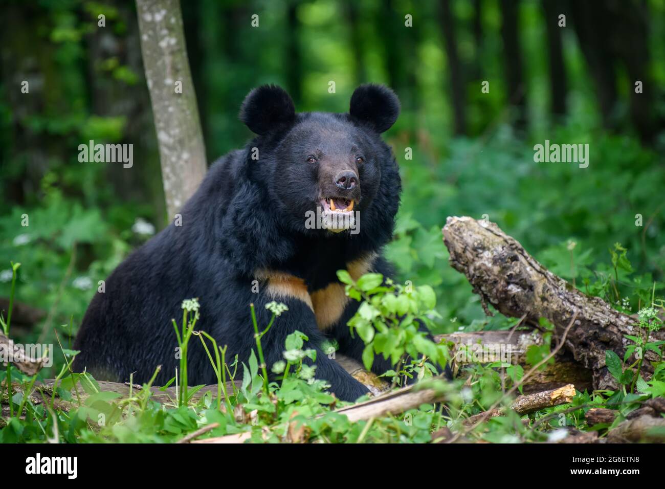 Chiudi orso nero asiatico (Ursus thibetanus) nella foresta estiva. Scena della fauna selvatica dalla natura Foto Stock