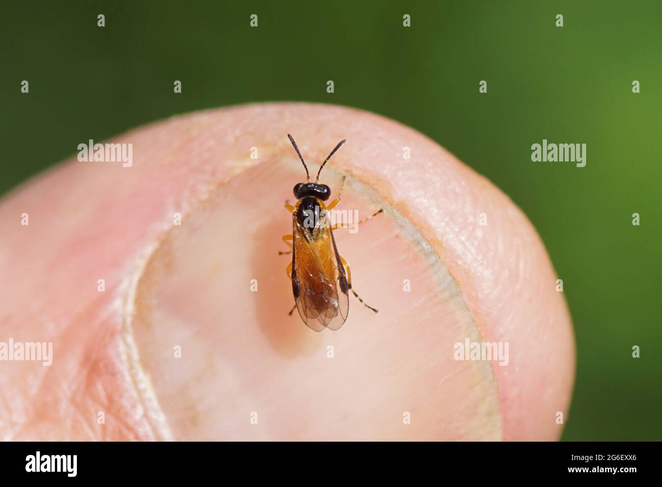 Piccola sega volare Athalia. Sottofamiglia Allantinae. Famiglia Segheria comune (Tennedinidae). Sul chiodo di un pollice. Giardino olandese luglio. Foto Stock