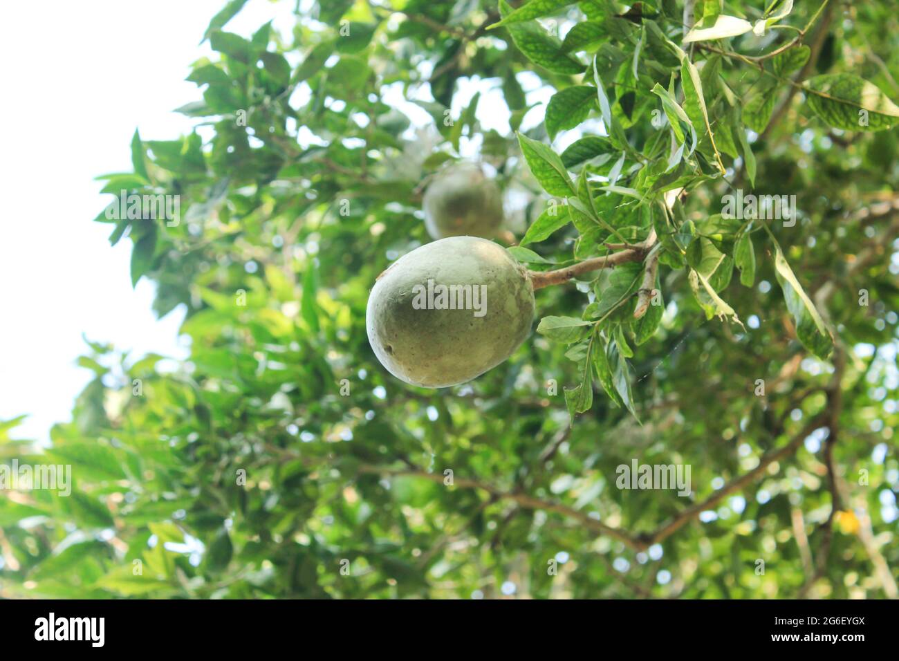 Frutta di mela di legno sul ramo dell'albero, Foto Stock