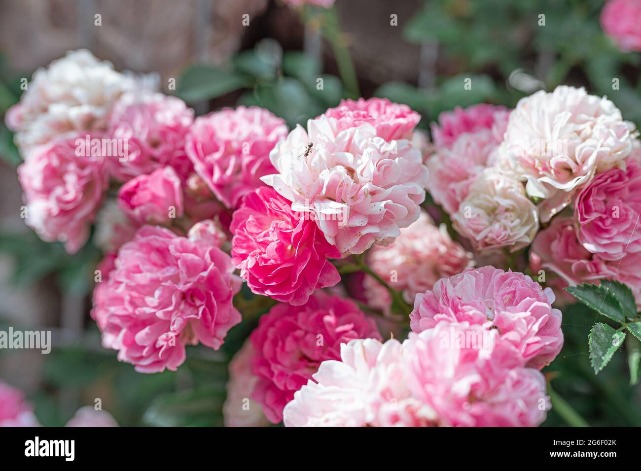 Arrampicata curly terry giardino rosa primo piano su una recinzione gabion. Messa a fuoco morbida Foto Stock