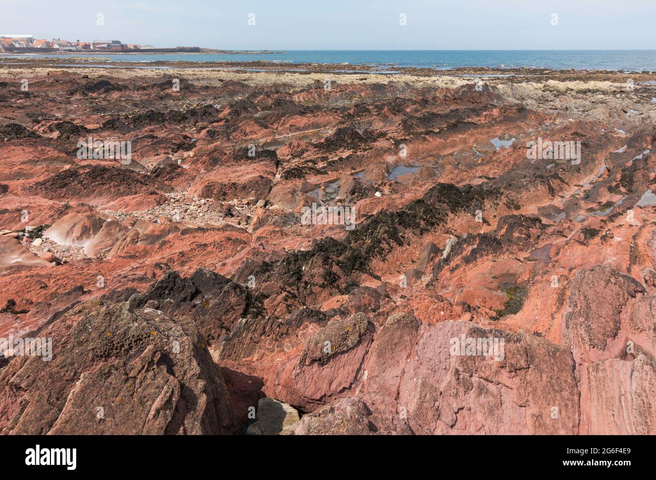 Affioramenti in arenaria rossa del Devonian inclinati lungo la costa a sud-est di Dunbar, East Lothian, Scozia, Regno Unito Foto Stock