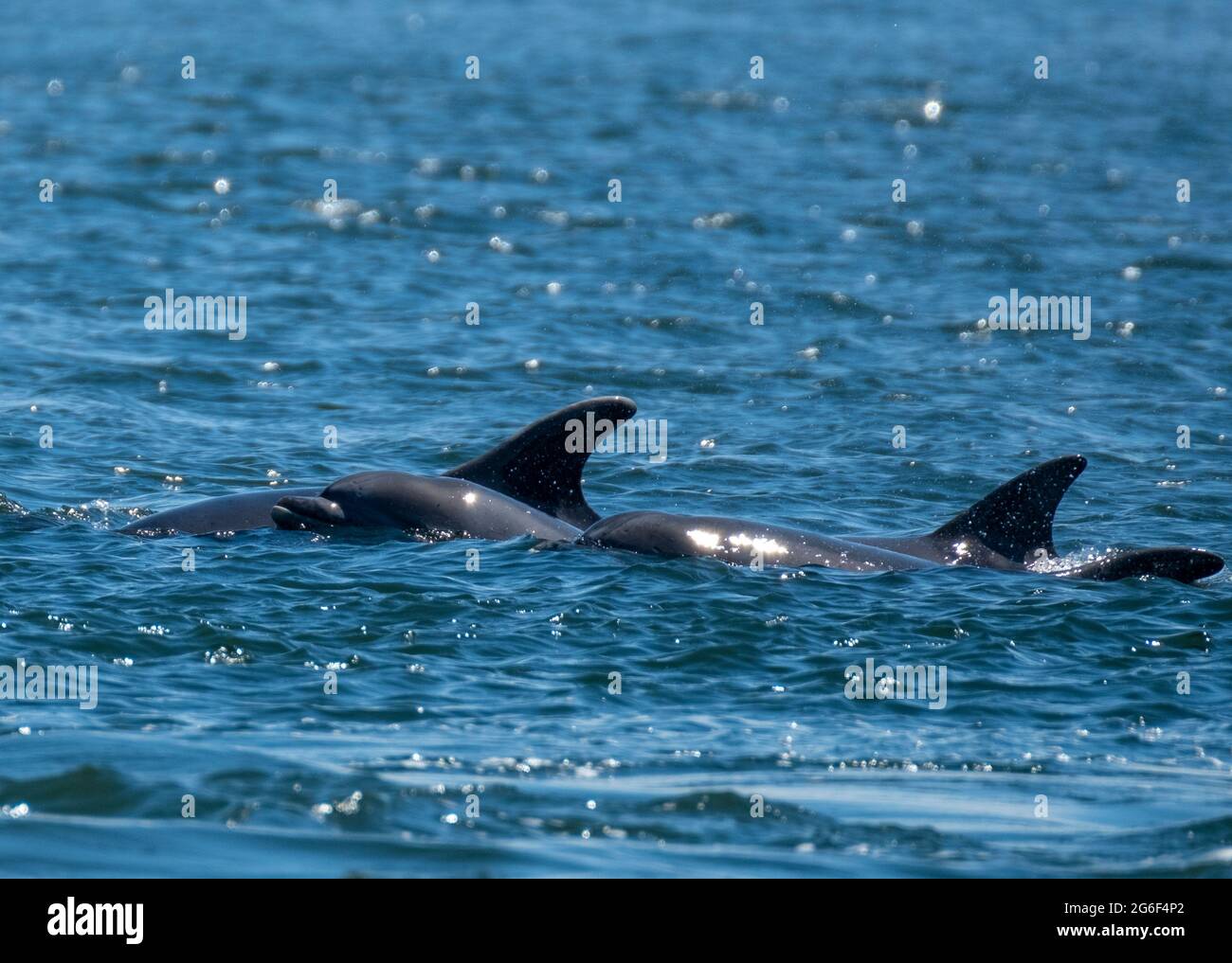 Una cialda di delfini tursiopi superficie su Moray Firth a Chanonry Point, Fortrose, Scozia, Regno Unito. Foto Stock