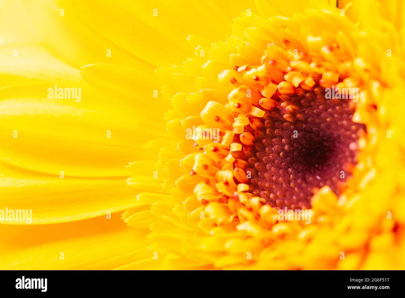 Macro foto della gerbera gialla inflorescenc e Foto Stock