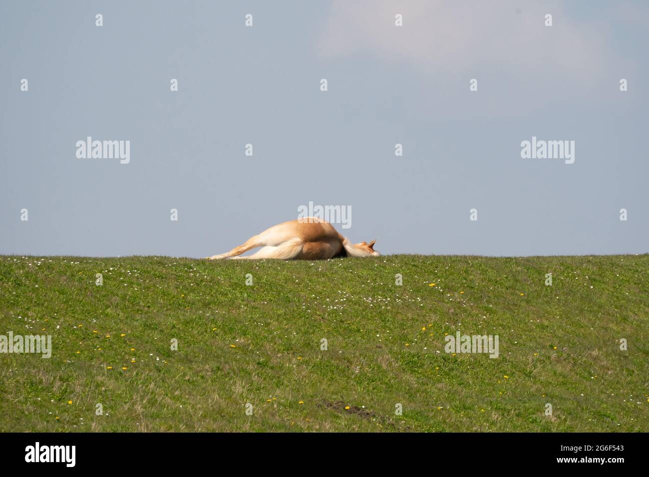 Un cavallo giallo si trova sulla cima di una diga olandese. Sembra morto, ma probabilmente sta riposando al sole. Cielo blu sullo sfondo. Diandelioni gialli a Foto Stock