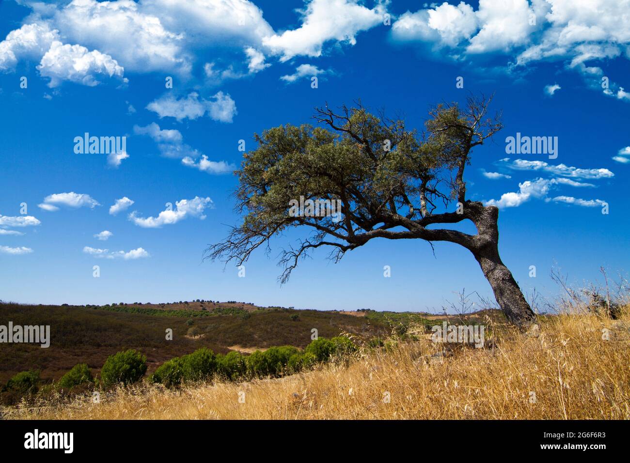 Vista sulla campagna all'interno Algarve con un albero solitario su una collina. Foto Stock