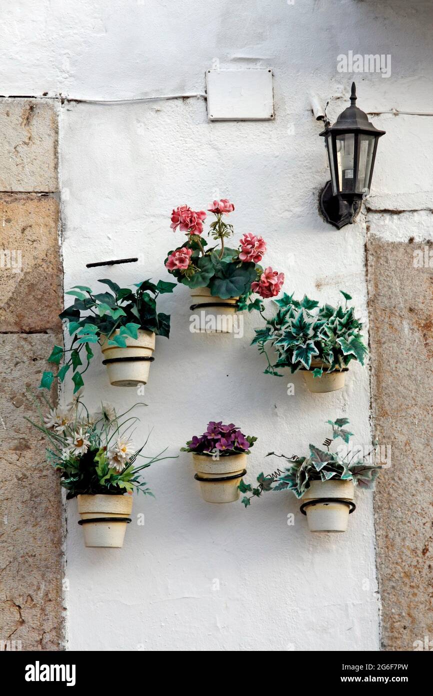 Diversi vasi di fiori allineati su una parete. Foto Stock