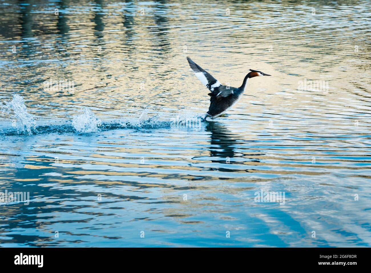 Grande grebe crestato che si schiumano sulle acque del lago Wakatipu, Glenorchy, Otago regione, Isola del Sud Foto Stock