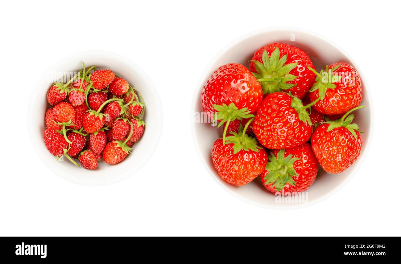 Fragole selvatiche e da giardino in ciotole bianche. Frutti freschi, maturi e luminosi di fragole alpine, e le fragole da giardino molto più grandi. Foto Stock