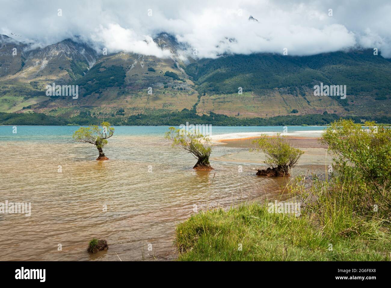 Willow alberi che crescono nelle acque del lago Wakatipu a Glenorchy, regione di Otago, Isola del Sud, Nuova Zelanda Foto Stock