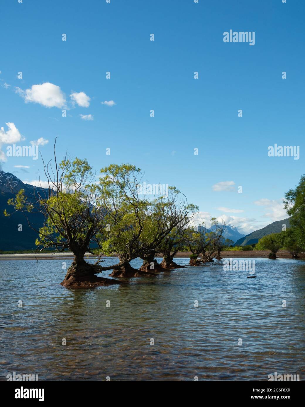 Alberi di Willow che crescono nelle acque del lago Wakatipu a Glenorchy, regione di Otago, Isola del Sud. Formato verticale. Foto Stock