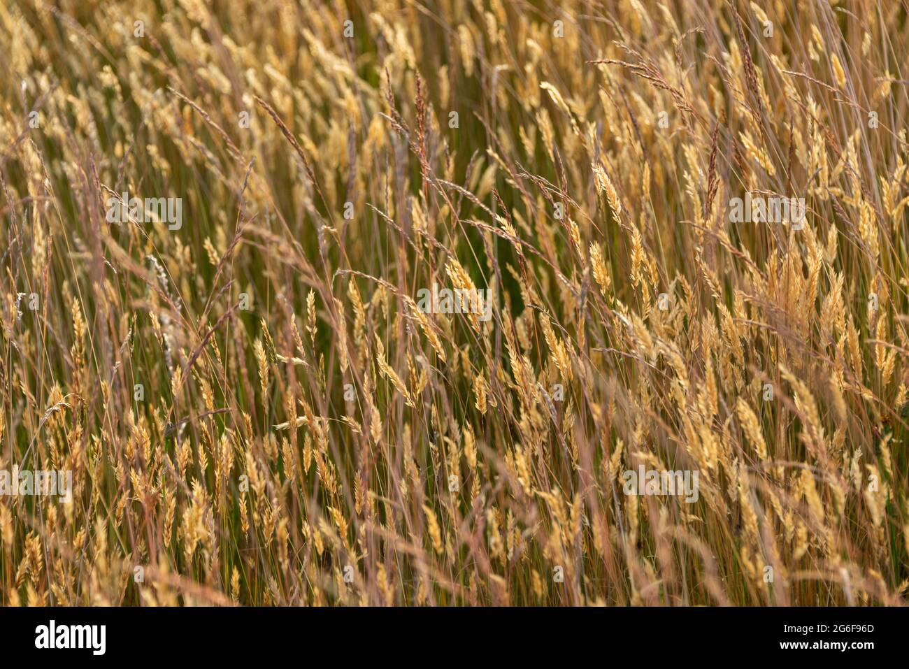 Sfondo naturale di erba autunnale, regione di Otago, Isola del Sud Foto Stock