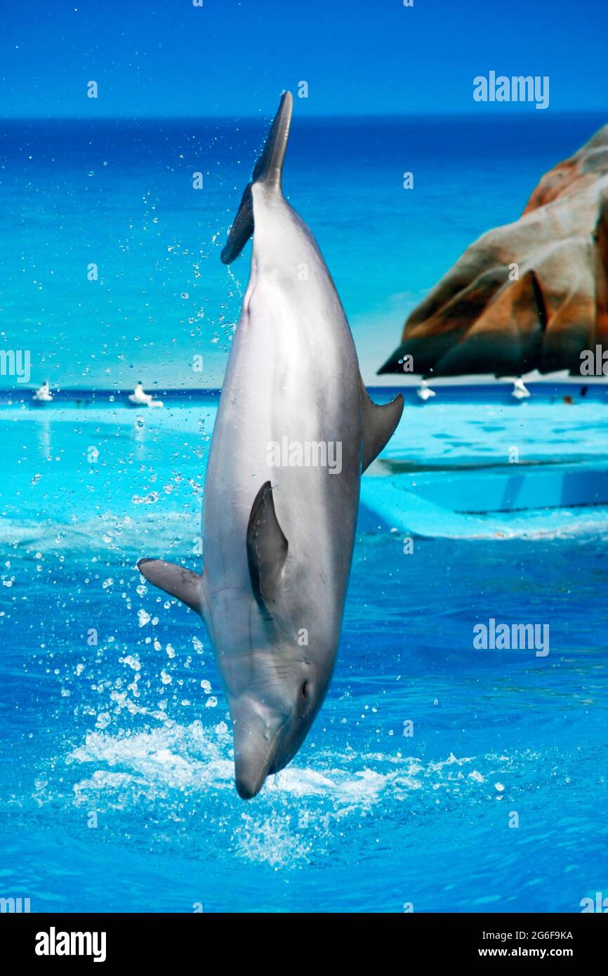 Un delfino su un parco acquatico fa un salto fuori dalla piscina. Foto Stock