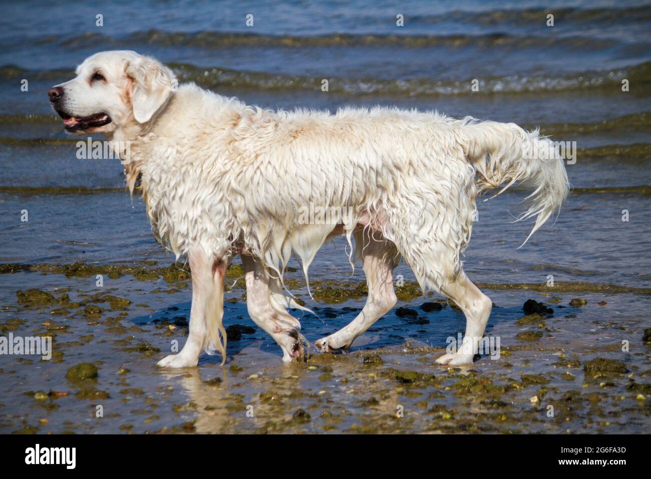 Vista di un simpatico cane bianco bagnato che gioca in acqua. Foto Stock