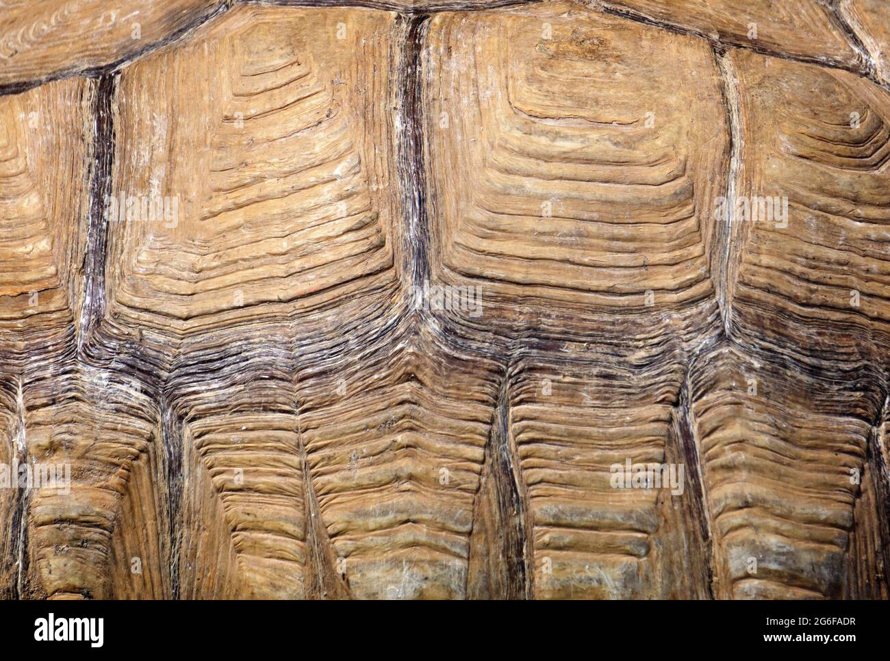 Motivo shell tartaruga e sfondo texture. Ornamento animale e colore. Foto di alta qualità Foto Stock