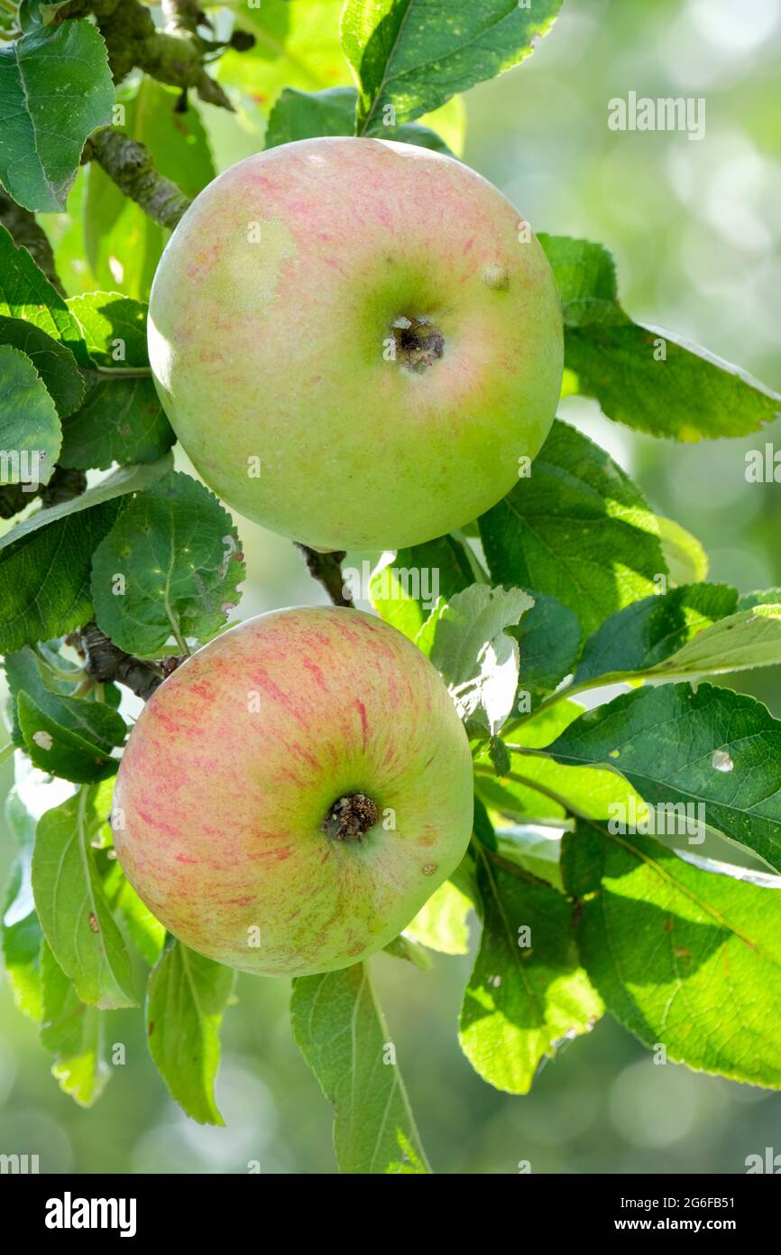 Malus domestica 'Peasgood's Nontali'. Apple 'Peasgood's Nonsuch'. Cucina inglese / mangiare mele che crescono su albero. Mela a doppia funzione Foto Stock